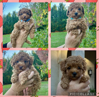Toy poodle